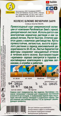 Колеус Вечерняя заря блюме 5шт Колеус Вечерняя заря блюме 5шт