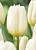 Тюльпан Сной Маунтейн (1шт) 6212