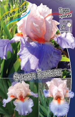 Ирис Германский Френч Канкан (1шт) 3959