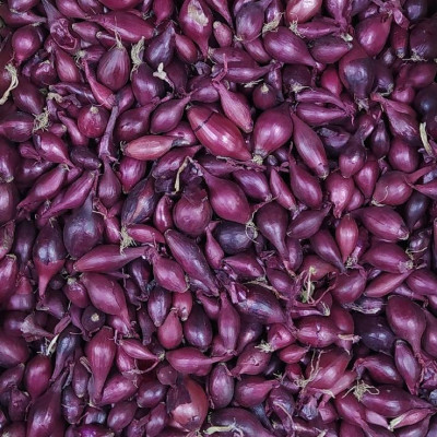 лук Севок Ред Барон красный салатный Голландия