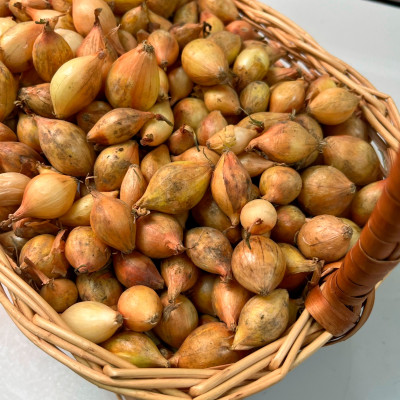 лук Севок Шекспир 10-21 Голландия