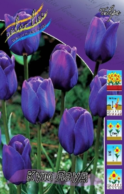 Тюльпан Кум Лауд (10 шт.) 2477