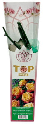 Чайногибридная роза ПУЛЬМАН ОРИЕНТ ЭКСПРЕСС (2)