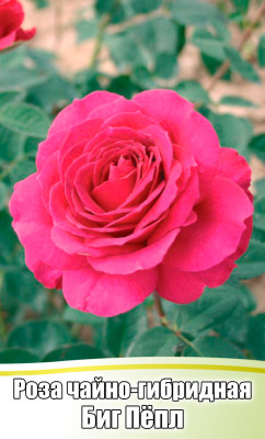 Роза Биг Пепл чайно-гибридная