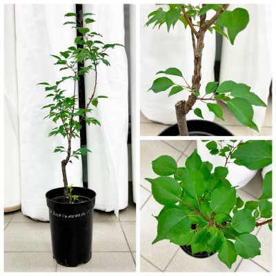 Абрикос Ульянихинский саженцы микс