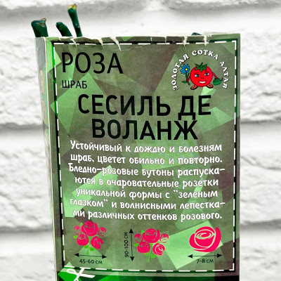 Роза японская СЕСИЛЬ ДЕ ВОЛЛАНЖ описание