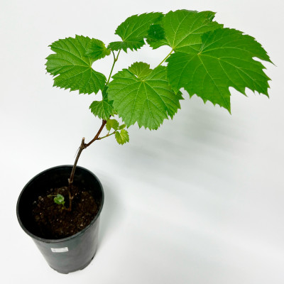 Виноград Фронтиньяк (Frontenac) (С3)