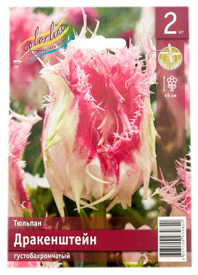 Тюльпан ДРАКЕНШТЕЙН густобахромчатый