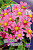 Георгина Топ Микс Розовый (1шт) 3665