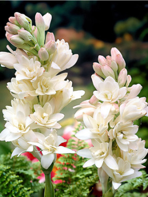 Полиантес Клубненосный Зе Перл (1шт) 5759