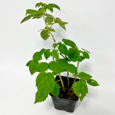 Малина Желтый Пингвин ремонтантная (3)