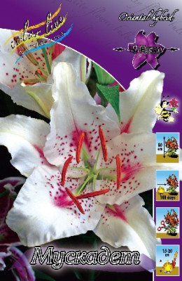 Лилия Мускадет (1шт) 259