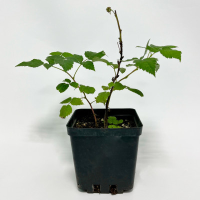 Малина Глен Файн С1