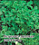 Петрушка универсальная Богатырь 25,0 г