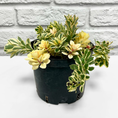 Очиток (седум) Атлантис