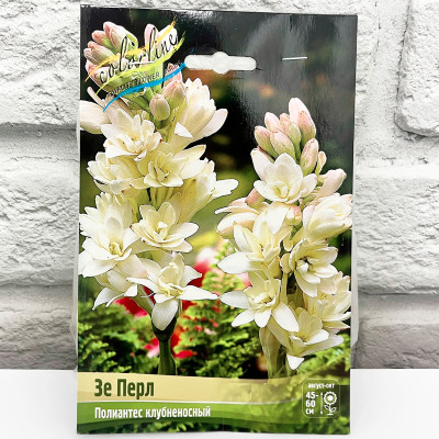 Полиантес клубненосный ЗЕ ПЕРЛ