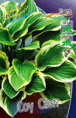 Хоста Соу Свит (5) 1758