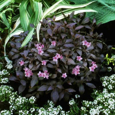 Вейгела Эльвера 5164