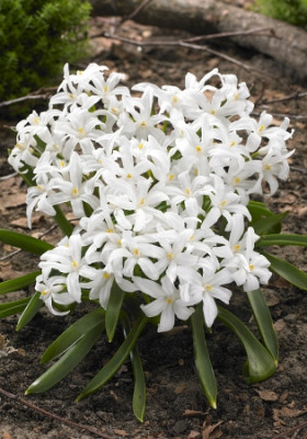 Хионодокса Гигантская Альба (10)