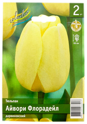 Тюльпан АЙВОРИ ФЛОРАДЕЙЛ дарвиновский
