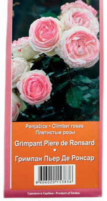 Плетистая роза ГРИМПАН ПЬЕР ДЕ РОНСАР GRIMPANT PIERE DE RONSARD