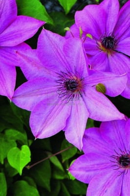 клематис Моника