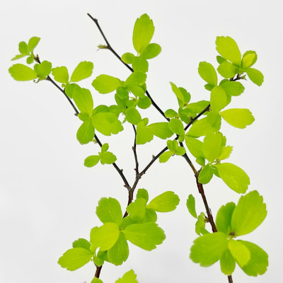 Спирея Вангутта Голд Фонтейн (3)