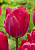 Тюльпан Леди Ван Ейк (1шт) 6173