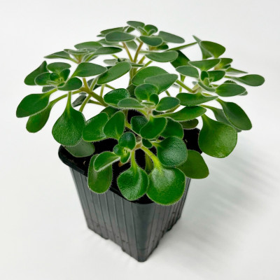  Аихризон (3)