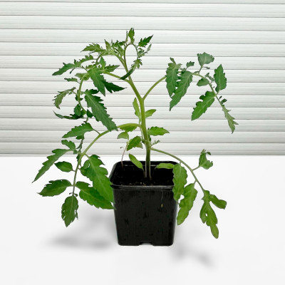 Рассада Томатов (3) Рассада Томатов (3)