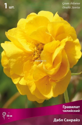 Гравилат чилийский Дабл Санрайз жёлтый, махровый 1шт