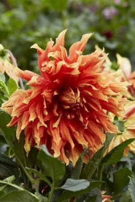 Георгин Отумн Санберст (1шт) 583