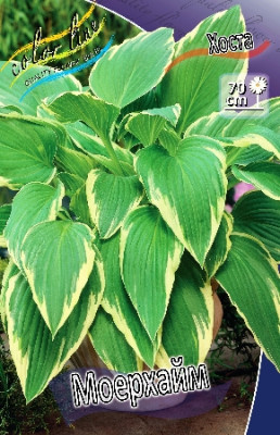 Хоста Моерхайм (1шт) 3066