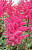 Астильба Майти Ред Куин (в упаковке 2шт) цена за 2шт