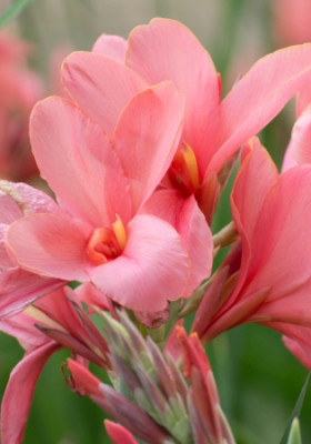 Канна Сити Оф Портленд (1шт) 10741