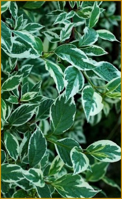 Дерен Кессельринга 4948