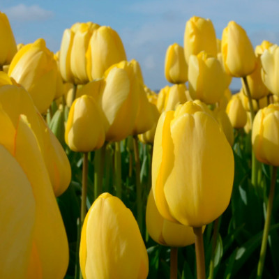 Тюльпан Стронг Голд (1шт) Тюльпан Стронг Голд (1шт)