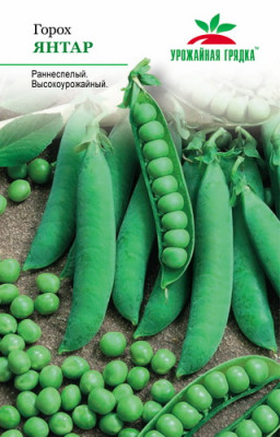 Горох Янтар УГ