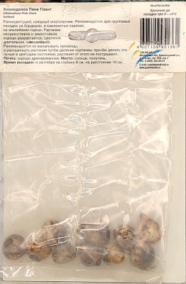 Хионодокса Пинк Гиант (10шт)