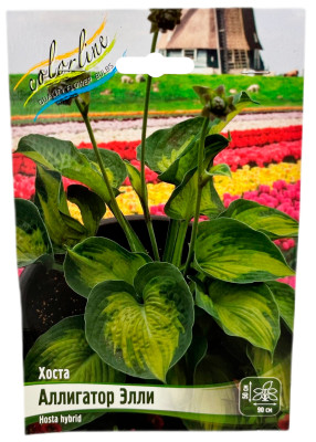 Хоста Аллигатор Элли