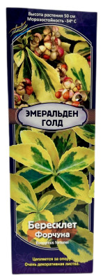 Бересклет Эмеральд Голд (Р9)