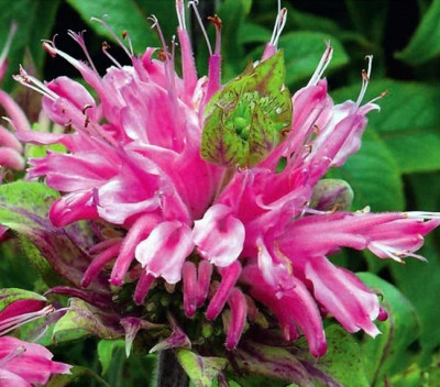 Монарда Вкус бергамота лимонная