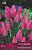 Витрина Тюльпан Многоцветковый 7070 Хэппи Фэмили (темно-розовый 11/12) 1шт