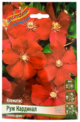 Клематис РУЖ КАРДИНАЛ (3 группа обрезки)