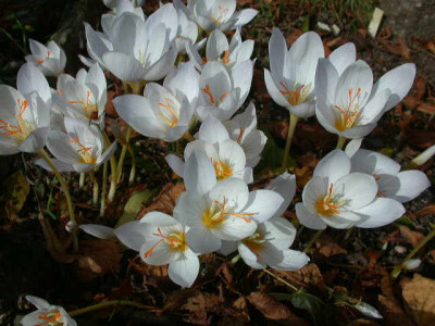 Крокус Специозум Альбус (осеннецвет) (10шт) 