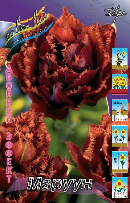 Тюльпан Маруун (1шт) 2482