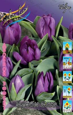 Тюльпан Бейби Блю (1шт) 1356