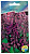 Сальвия сверкающая ВИСТА пурпурная АКВАРЕЛЬ