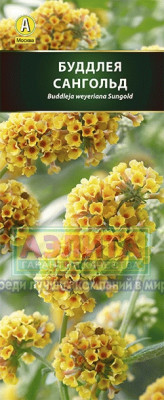 Буддлея вейера Сангольд