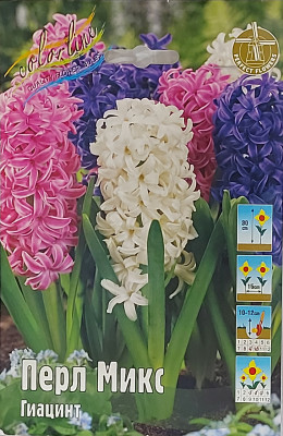 Гиацинт Перл Микс (1шт)